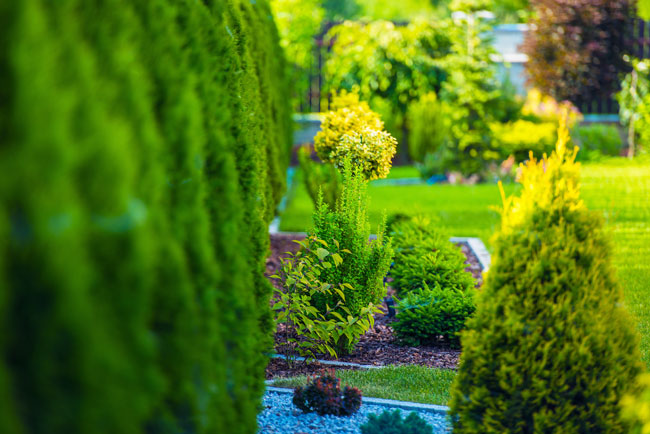 MowTRIM-Courtyard-Services-and-Landscaping-650x434px