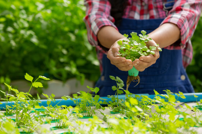 MowTRIM-Herb-and-Vegetable-garden-and-Landscaping-650x433px
