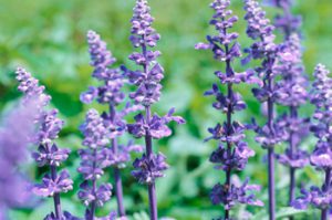 Mowtrim-about-gardening-and-landscapingjpg
