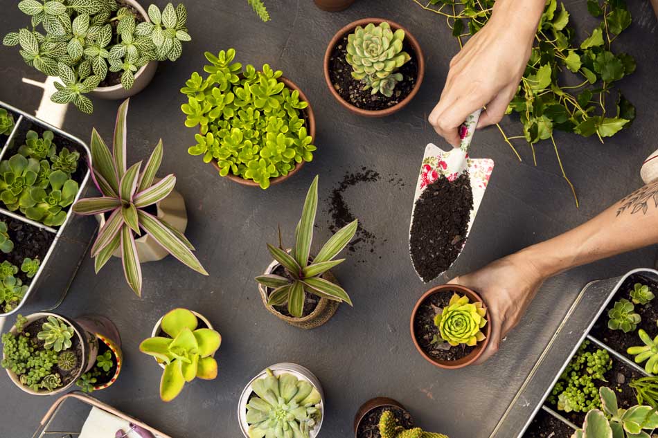 Potted-plants-spade-MowTrim-Gardening-and-landscaping-950x633px